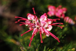 Small Pink Grevilleas